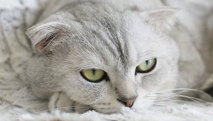 九游网页版官网入口-羽毛球世锦赛中国队包揽四金，羽毛球世锦赛亚军